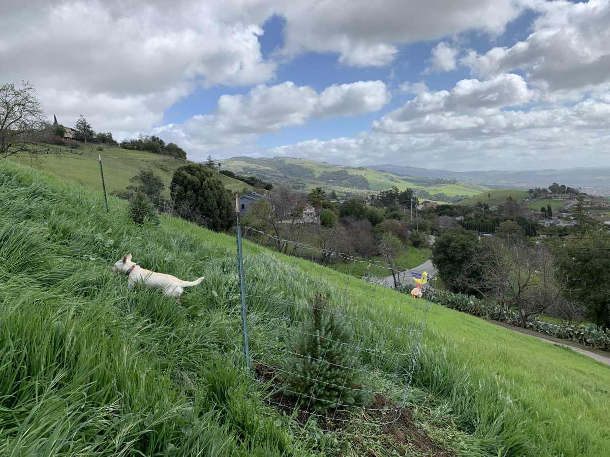 Middle-hill pine project over the&nbsp;time